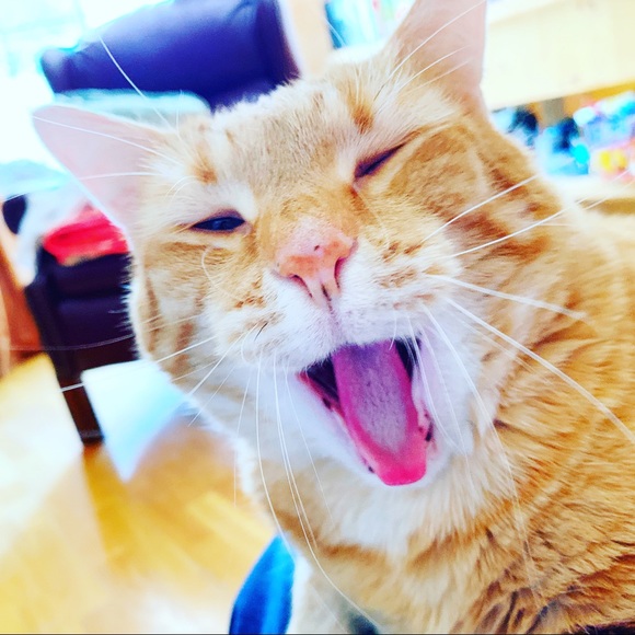 Meet your Posher, Sara - Picture 1 of 1